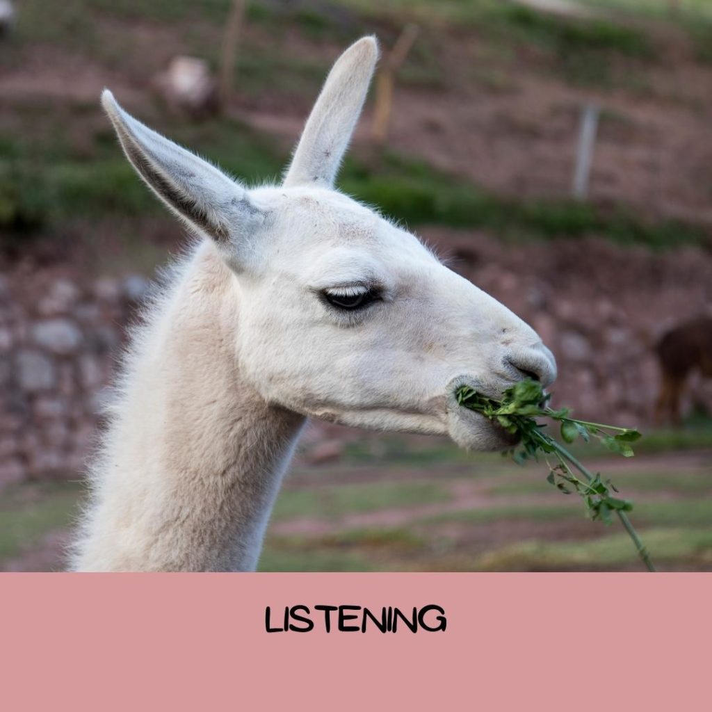 example of ear position when a llama is listening
