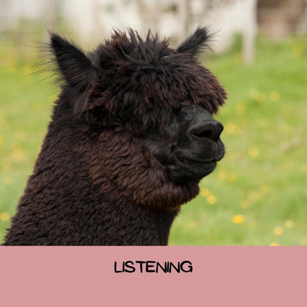 example of ear position when an alpaca is listening