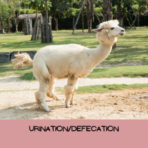 Example of a llama urinating as they squat and lift their tail and lay their ears back. 