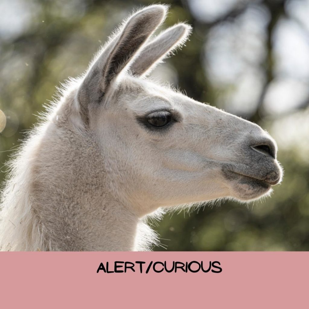 example of alert ears on a lllama