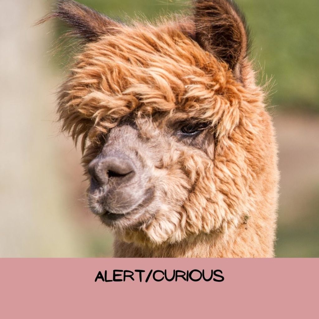 example of alert ears on an alpaca