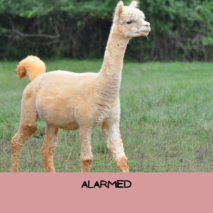 Example of an alarmed alpaca with tail arched high, ears forward and stepping forward.