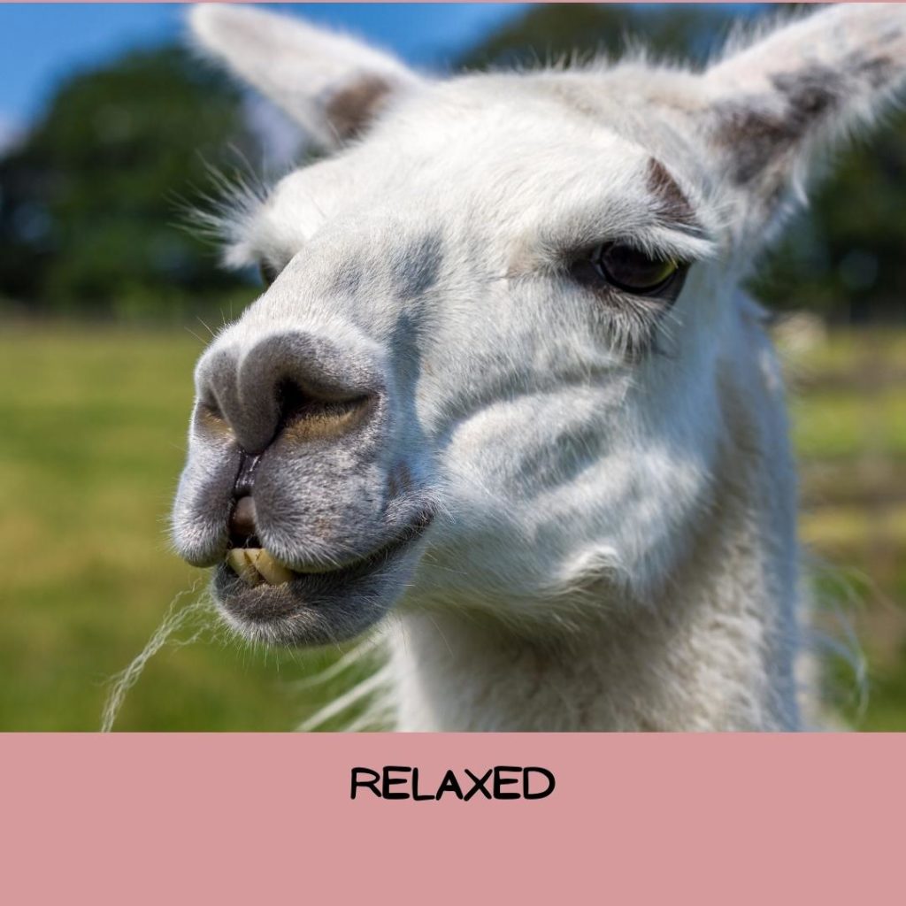 example of relaxed llama ears