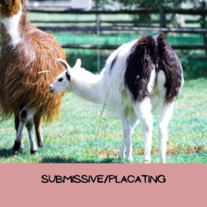 Example of a llama exhibiting submissive behavior with their neck and head down and their tail flipped up over their back.