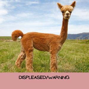 Example of a displeased alpaca will tail arched and ears beginning to lay back. 
