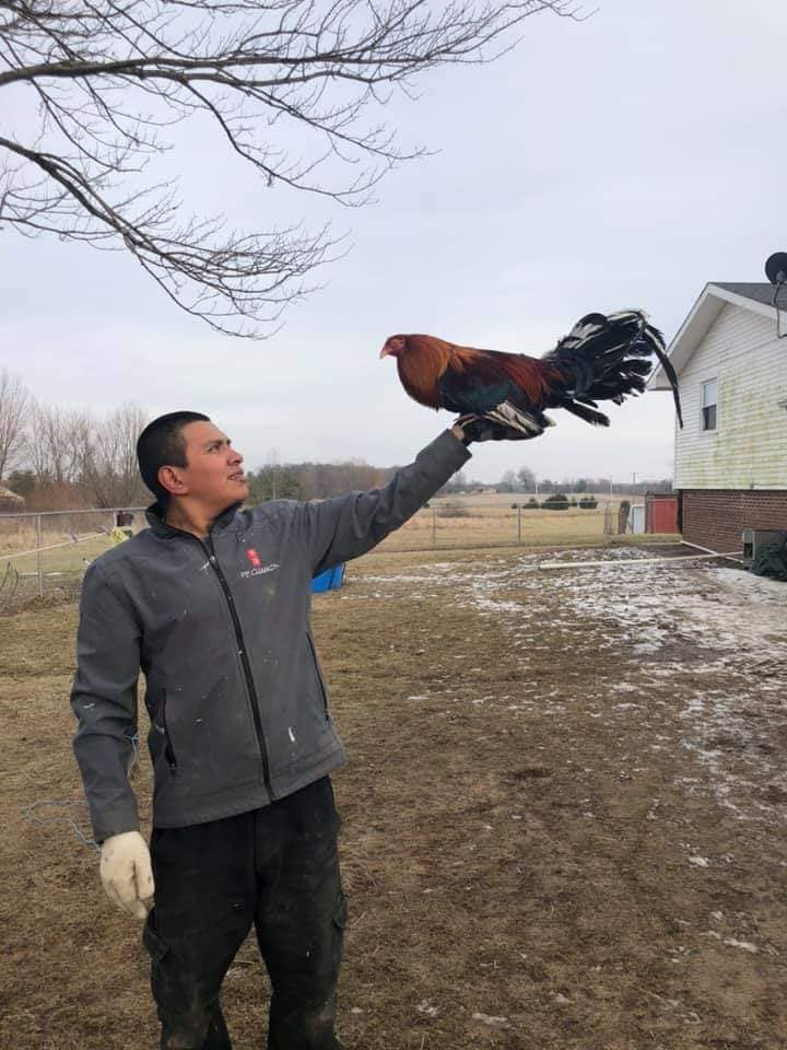 A photo of a man holding an ex-fighting rooster perched on his hand.