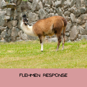 Example of a llama exhibiting the flehman response with tail down and neck down, head up and ears pinned.
