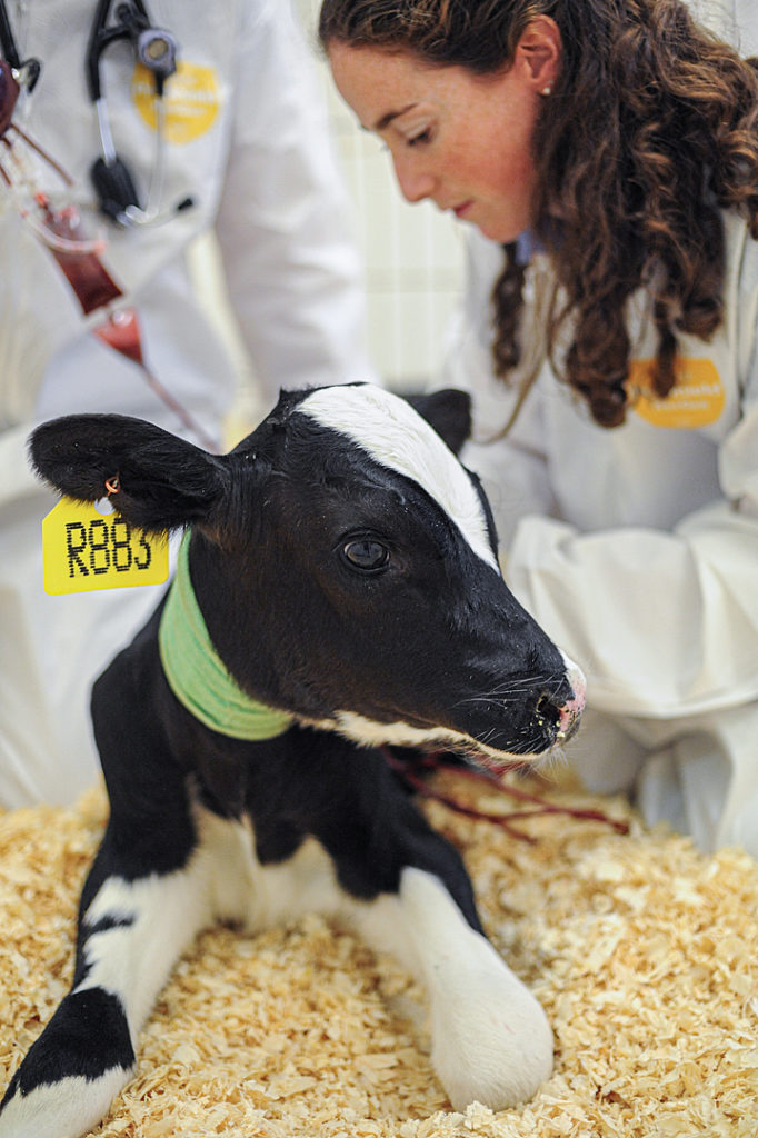 a black and white calf with a bandage around his neck lies down while a veterinarian works in the background
