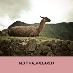Picture of a llama resting with the words "neutral/relaxed" written across the photo.