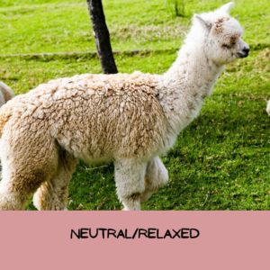 picture of a relaxed alpaca with the words "neutral/relaxed" written across the photo.