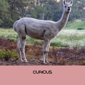 Picture of a curious llama with the word "curious" written at the bottom.