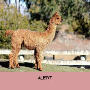 Picture of an alert alpaca with the word "alert" written at the bottom.
