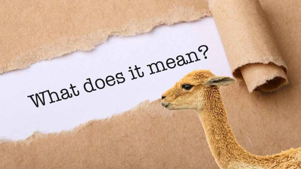 Banner reading "What Does It Meand?" with a picture of an alpaca.