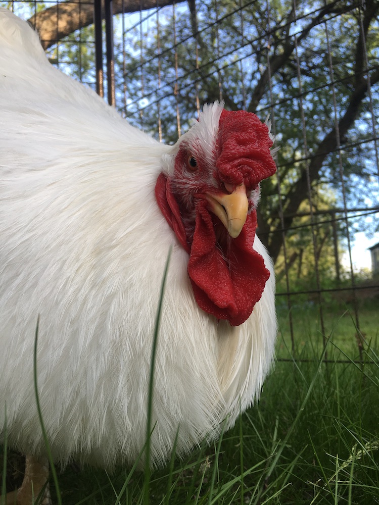 white rooster with cushion comb