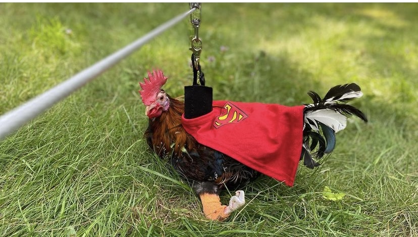 Photo of a brown, green, and white rooster who is in a sling that is hooked up to a zipline. The rooster is resting on grass.