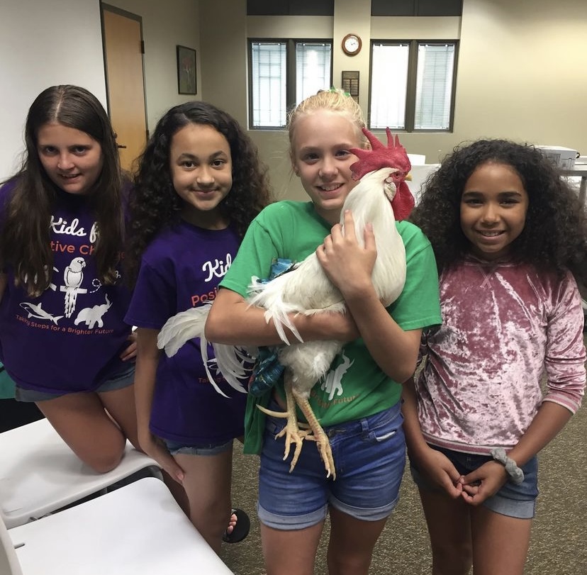 Four adolescent children are standing and smiling at the camera. The two children on the left have long brown hair and are wearing royal purple t-shirts. The child in the middle has blond hair in a ponytail and they are holding a white leghorn rooster in their arms. The child on the right has long brown hair and is wearing a shimmery pink shirt.