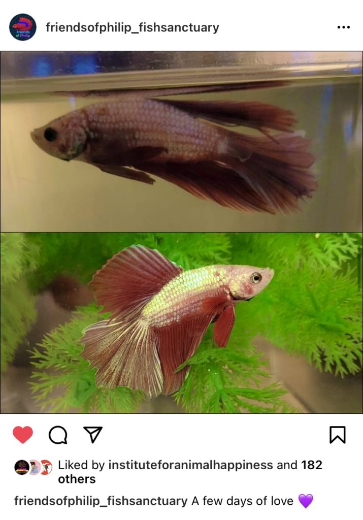 This is a screenshot of an Instagram post from Friends of Philip Fish Sanctuary. The post is split into two sections. The top half is a photo of a fish immediately after being rescued. Their coloring and demeanor is dull. The bottom half of the post is a photo of the same fish a few days after rescue and rehabilitation. They are much more colorful and alert.