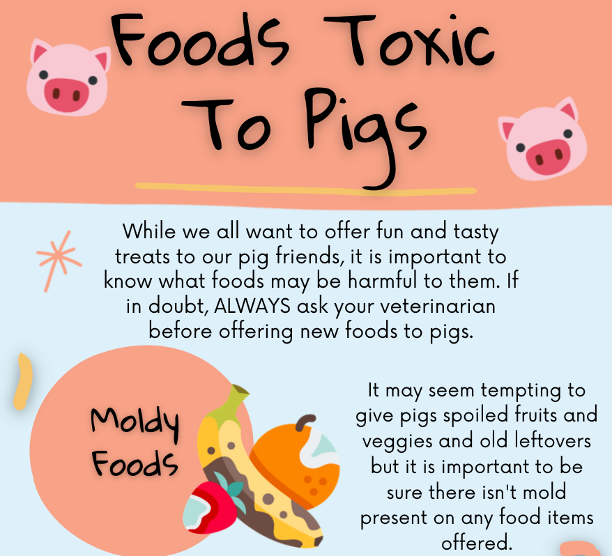 Foods Toxic To Pigs Infographic The Open Sanctuary Project