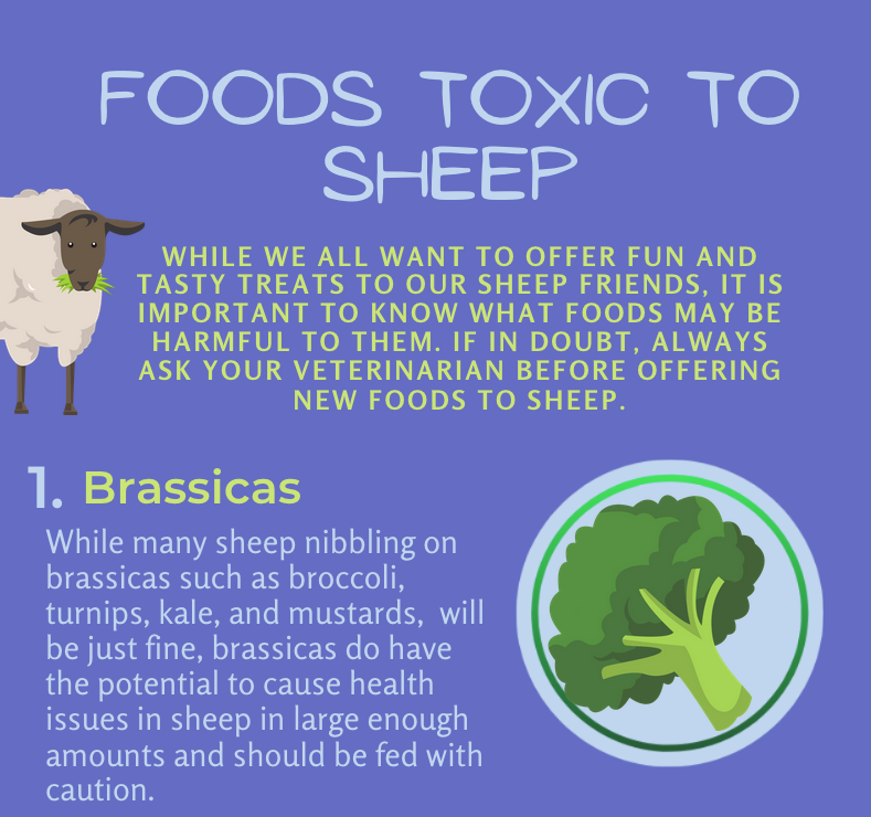 Foods Toxic To Sheep Infographic - The Open Sanctuary Project