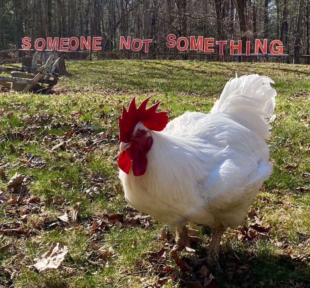 A close up photograph of a large white rooster rooster who is walking on grass towards the camera. In the background along a fence line, there are a series of large red letters that spell "Someone Not Something".