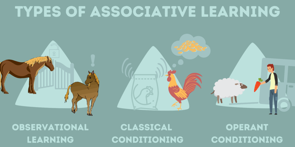 A graphic of associative learning