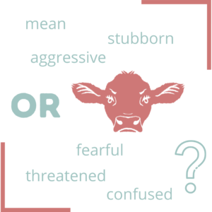 An upset cow graphic that states "mean, stubborn, aggressive, OR fearful, threatened confused?"