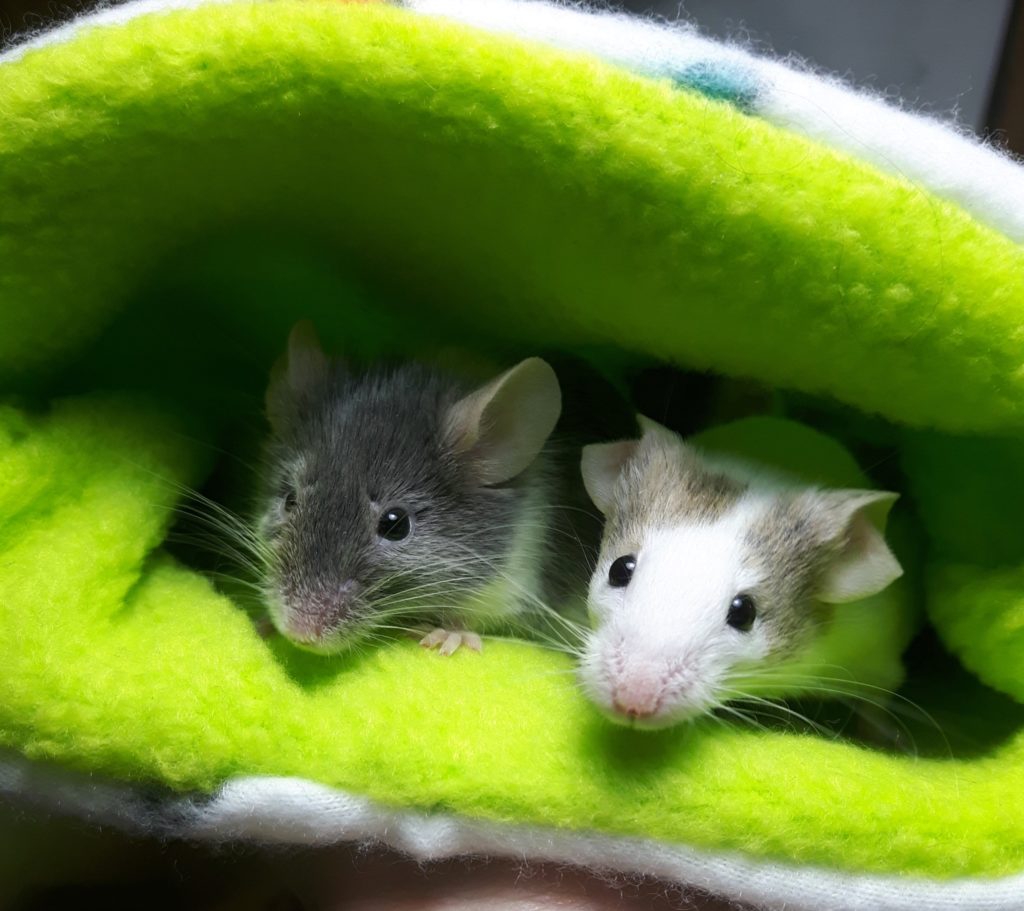 A close up photo of two mice tucked inside a lime green blanket and looking at the camera. The mouse on the left is grey and the mouse on the right is white and light brown.