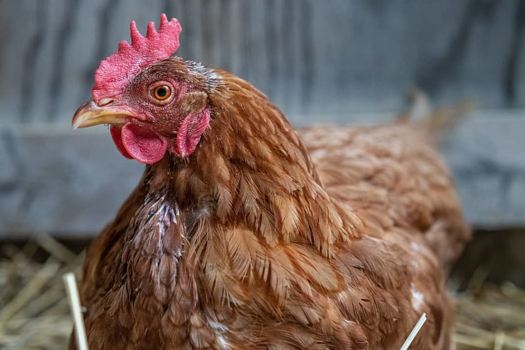 a red hen looks into the camera
