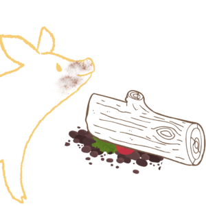This graphic is of a pig with dirt on his snout standing in front of a log with treats hidden underneath.