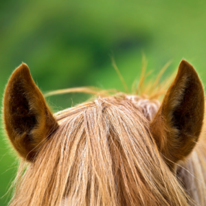 Picture of a horses ears.