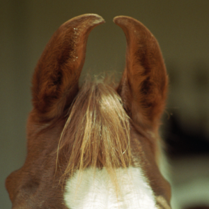 Picture of an Arabian horses ears.