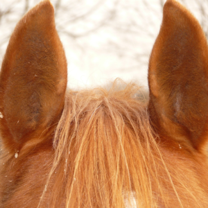 Picture of a horses ears.