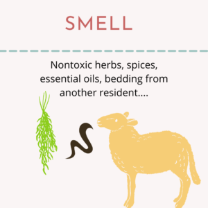 Graphic shows a bundle of aromatic herbs being smelled by a sheep.