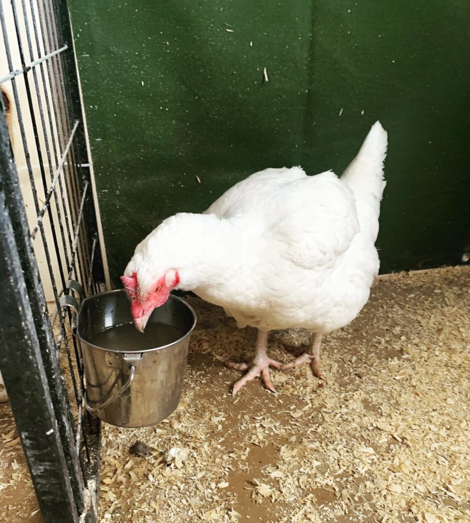 A white large breed hen looks into her water bowl.