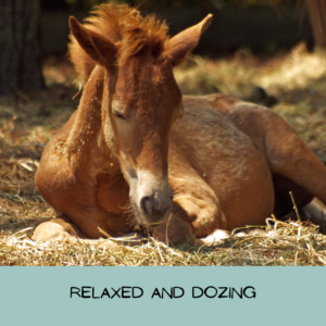 A foal rests on the ground with eyes closed and ear out to the side of their head.
