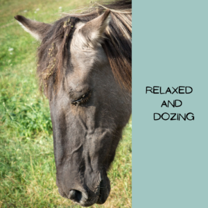 A horse dozes, exhibiting a relaxed face, closed eyes, and relaxed ears.