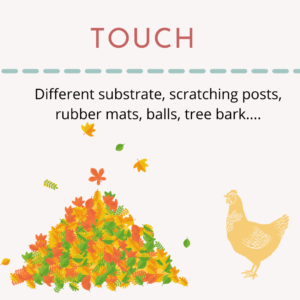 Graphic shows a chicken standing in front of a pile of fall leaves with a title reading "touch" written above, along with examples of tactile enrichment.