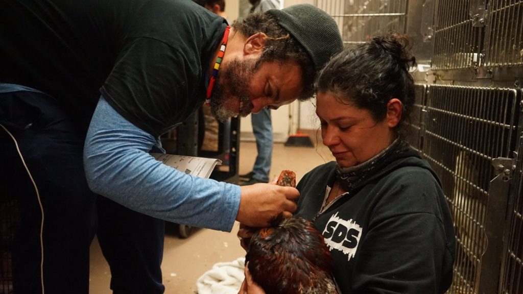 Two people hold and caress a game rooster inside an animal shelter.