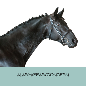 A black horse looks out of the corner of their eye, showing the whites, and their ears stand straight and forward.