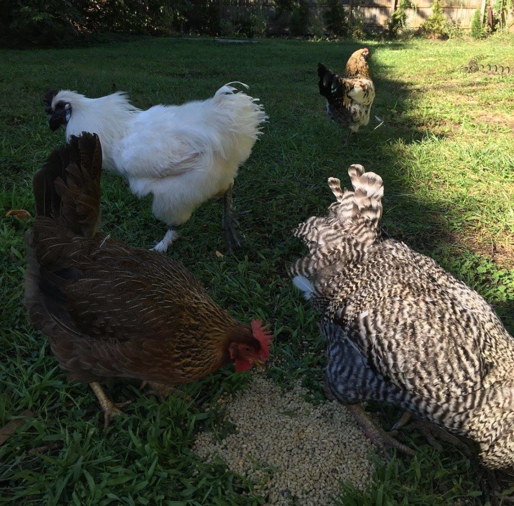 Three juvenile roosters guard a hen who enjoys eating some treats on the ground.