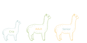This graphic shows an outline of a baby alpaca, an adult alpaca, and a senior alpaca.