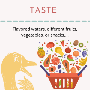 Graphic shows a surprised goose looking at a basket full of different fruits. Above reads a title "taste" and examples of gustatory enrichment.