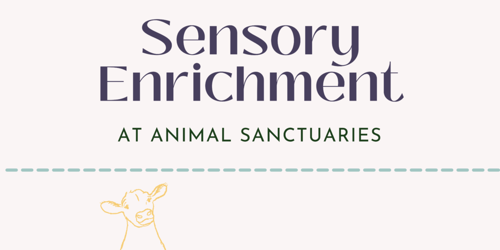 Graphic contains a happy cow and  reads "Sensory Enrichment At Animal Sanctuaries.