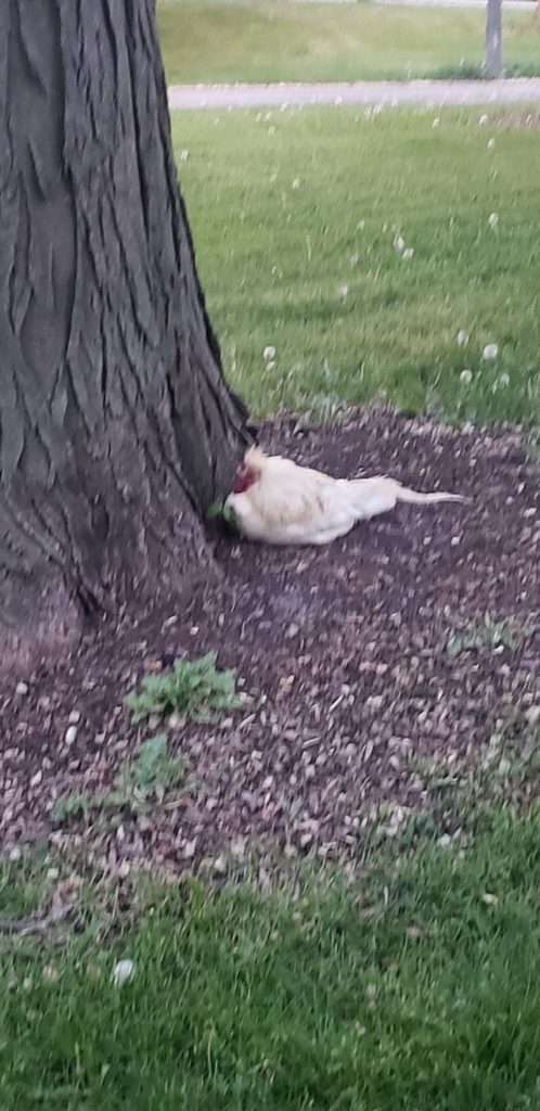 A white rooster slumps by a tree.