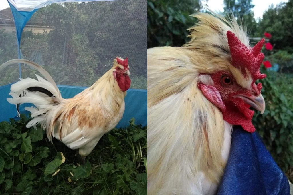 Two pictures of a white rooster. One shows him from the side. The other is a close up of his face and comb.