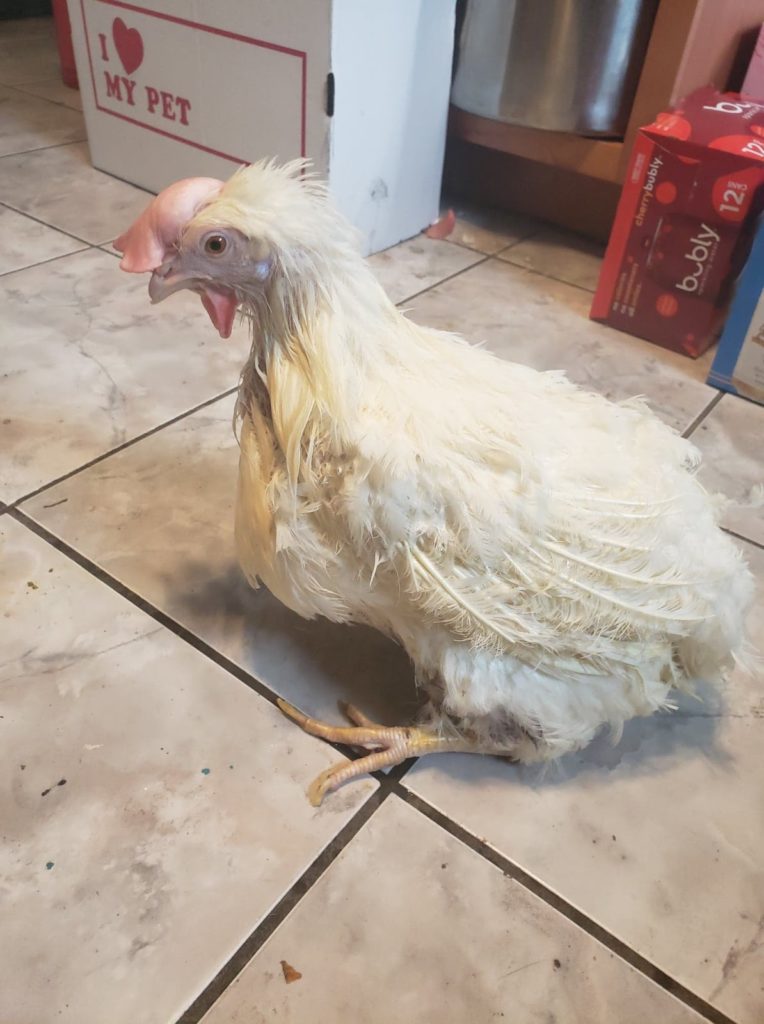A white hen, with broken feathers and a pale floppy comb, sits on a floor.