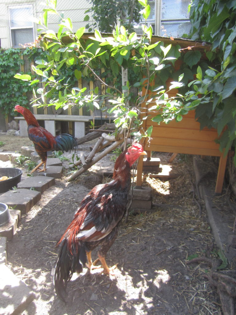 Two ex fighting roosters walk around a garden.