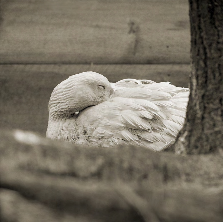 a white goose rests near a tree with her bill tucked into her feathers