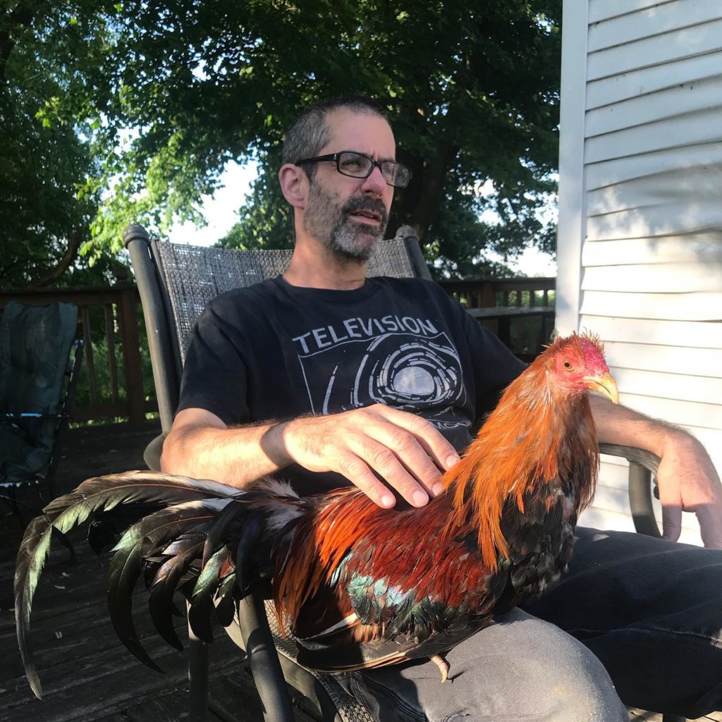 A man sits in a chair, holding an ex fighting rooster on his lap and stroking his back.
