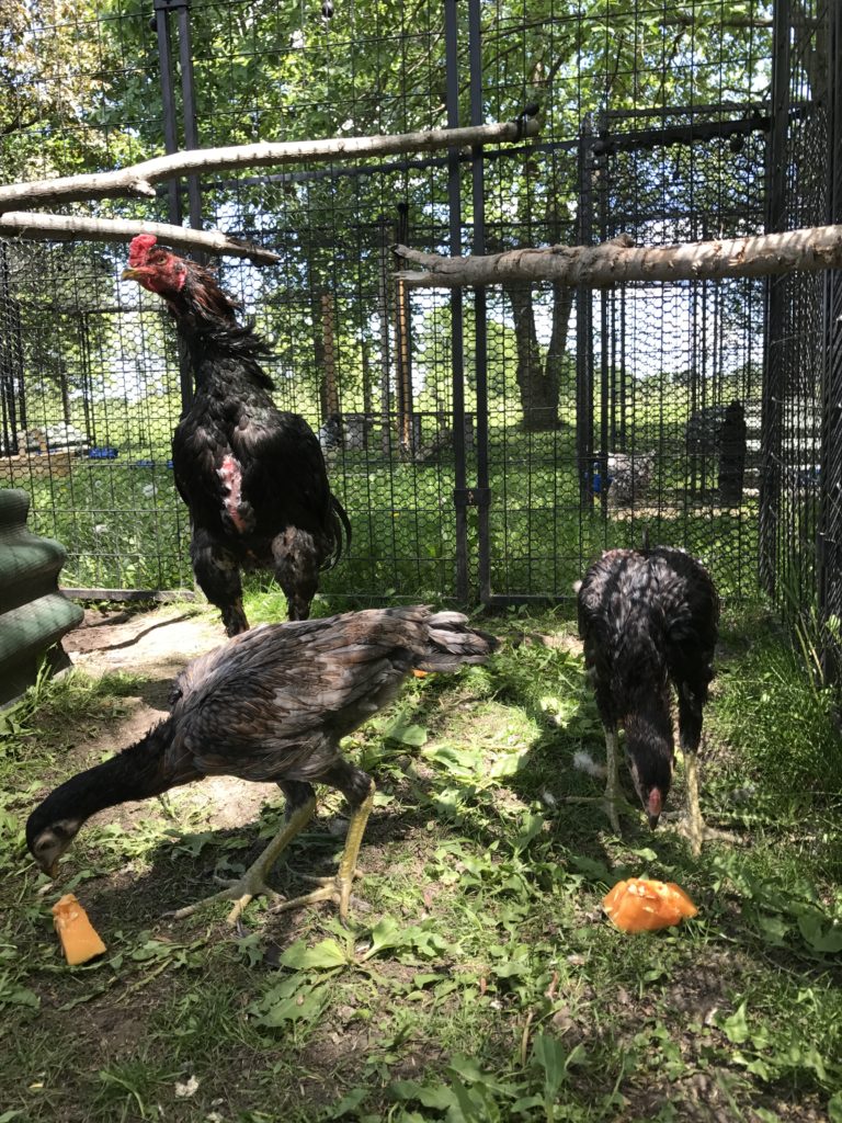 An ex fighting rooster oversees two juvenile game birds who are enjoying treats.
